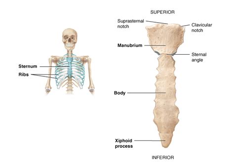 Sternum Location