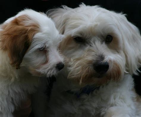 Coton De Tulear Grooming: The Essential Guide with Haircut Pictures