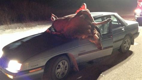 Moose goes through car windshield, but driver survives - Saskatchewan - CBC News