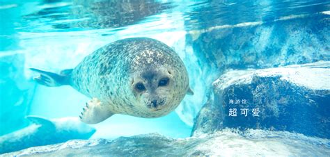 Osaka Aquarium KAIYUKAN