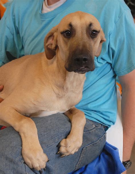 Geronimo, a Black Mouth Cur puppy debuting for adoption today.