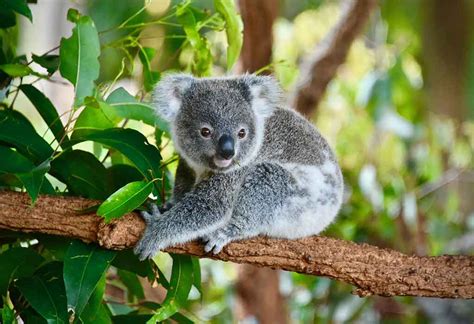 Koala Habitat Facts For Kids | Kids Matttroy