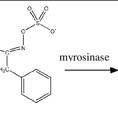 BITC production process through the myrosinase enzyme action [8] | Download Scientific Diagram