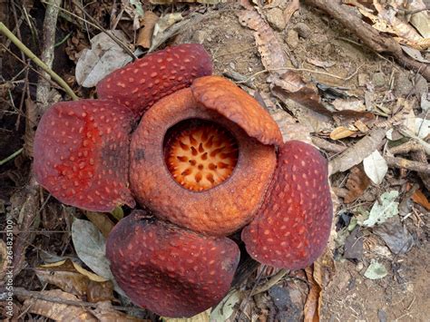 Rafflesia tuan-mudae in Gunung Gading National Park, Sarawak, Borneo Stock Photo | Adobe Stock