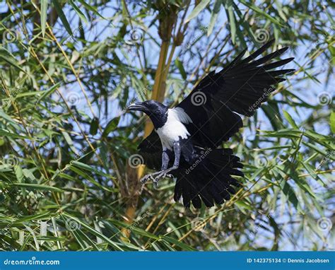 Pied crow Corvus albus stock photo. Image of habitat - 142375134