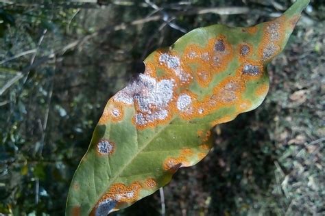 Fungus-eating fungus could be the answer to coffee leaf rust - BeanScene