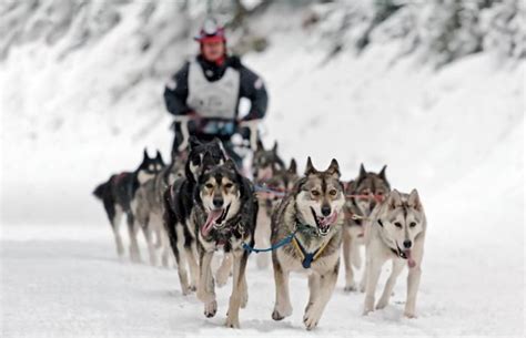 Sled Dog Training Step by Step | LoveToKnow Pets | Dog sledding, Dogs ...