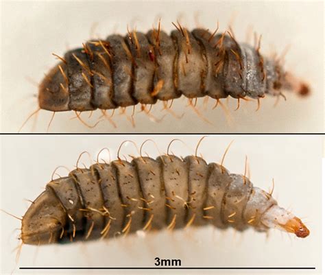 Diptera.info - Discussion Forum: Larvae 3mm ID. >Stratiomyidae