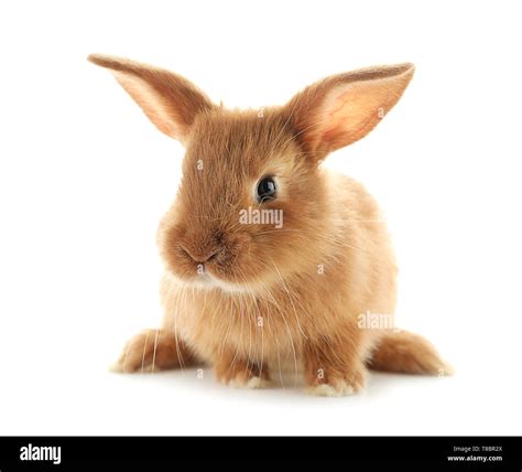 Cute fluffy bunny on white background Stock Photo - Alamy