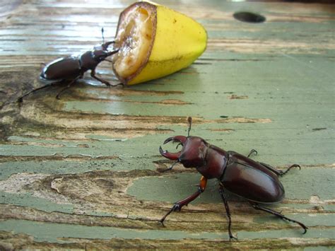 The Insect World: Pet Stag Beetle