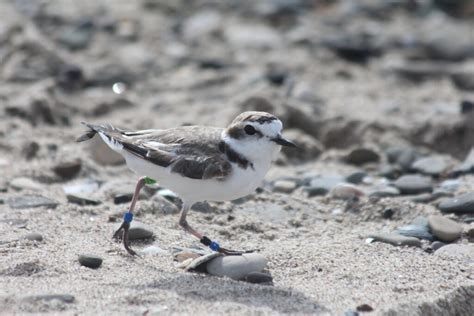 Proactive Partnerships for Plovers - International Bird Rescue