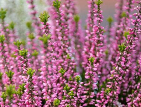 Calluna Vulgaris Guide: How to Grow & Care for “Scotch Heather ...