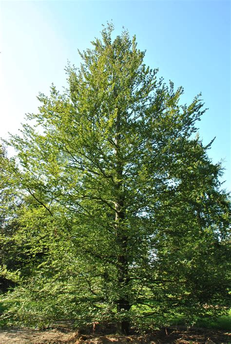 Fagus sylvatica 'Rotundifolia' | Fagus sylvatica 'Rotundifolia' - Van ...