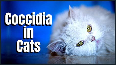 Coccidia in Cats - YouTube