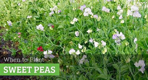 When to plant sweet peas: Options for Lots of Fragrant Flowers