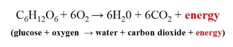 Respiration