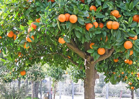 Planting Your Fruit Tree. Things To Know.