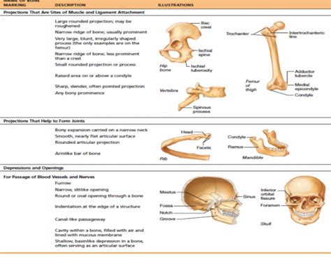 A&P Bone Markings Diagram | Quizlet