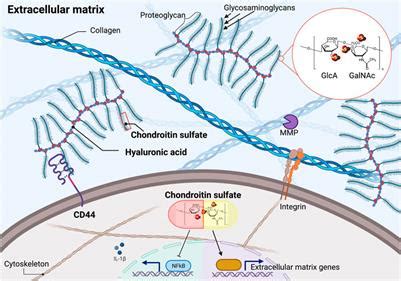 Frontiers | Drug Screening Implicates Chondroitin Sulfate as a ...