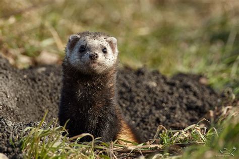 Steppeniltis - Steppe polecat - Mustela eversmanii | Flickr