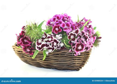 Sweet William stock photo. Image of blooming, barbatus - 55980520