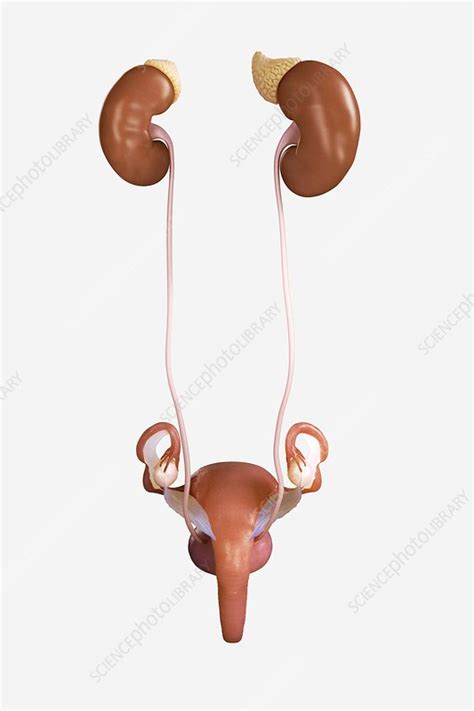 Female Genitourinary System, artwork - Stock Image - C020/6695 - Science Photo Library