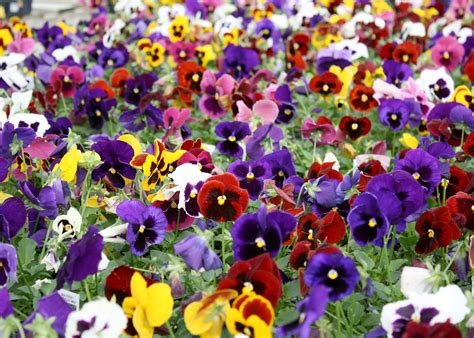 Plant Matrix pansies now for winter color | Mississippi State ...