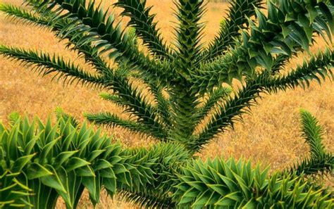 Araucaria araucana seed | BELL Garden Company,Wholesale Plant seeds,Alive roots,Medicinal herbs ...