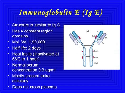 Immunoglobulins