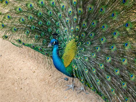 A Close-up Beautiful Peacock Spreads Its Tail-feathers in Garden during the Day Time. Stock ...