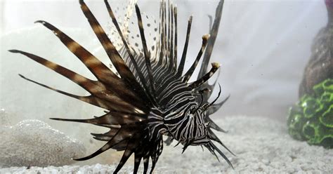 Growing demand for tasty lionfish meat helps Gulf