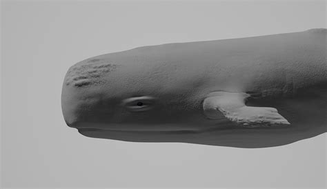 Underwater life - Sperm Whale on Behance