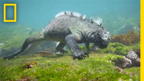 Swim Alongside a Galápagos Marine Iguana | National Geographic - YouTube