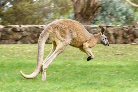 Kangaroo Jumping Stock Photos, Images and Backgrounds for Free Download