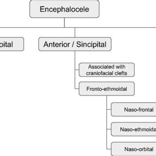 Classification schema of encephaloceles | Download Scientific Diagram