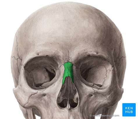 The Nasal Bone - Anatomy, Borders, Development, Pathology | Kenhub