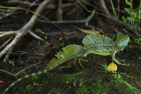 Green basilisk • Basiliscus plumifrons • Reptile sheet