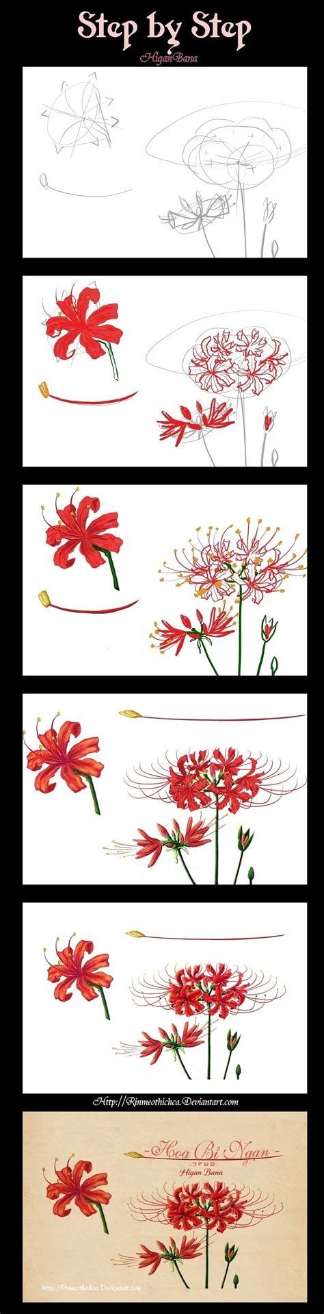 Resultado de imagem para Higanbana how to draw | Flower drawing, Lilies drawing, Flower drawing ...