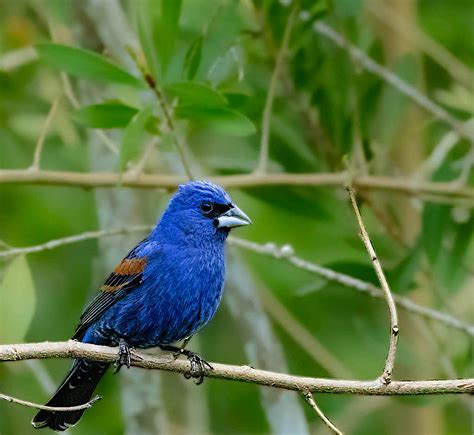 Blue Grosbeak (male) | BirdForum