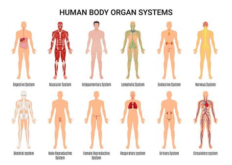 Female Human Body Systems