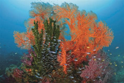 Marine Scientists Quantify Life Under the Sea | Magazine Articles | WWF