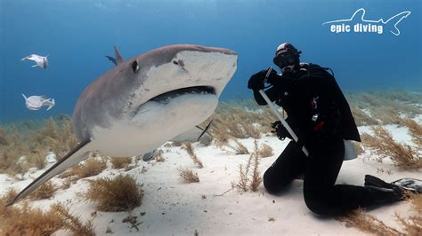 Safety Tips for Shark Diving Beginners - Epic Diving