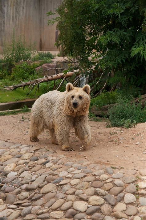 Syrian Brown Bear by Lunareye on DeviantArt