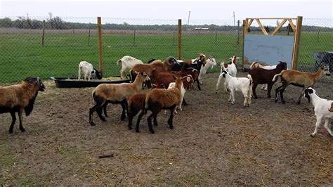 Organic Goat Farming in Texas | obafarms.weebly.com - YouTube