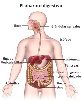 El sistema digestivo y sus partes