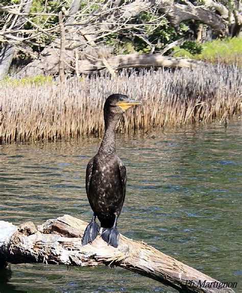 Neotropic Cormorant - Phalacrocorax brasilianus - phma197459