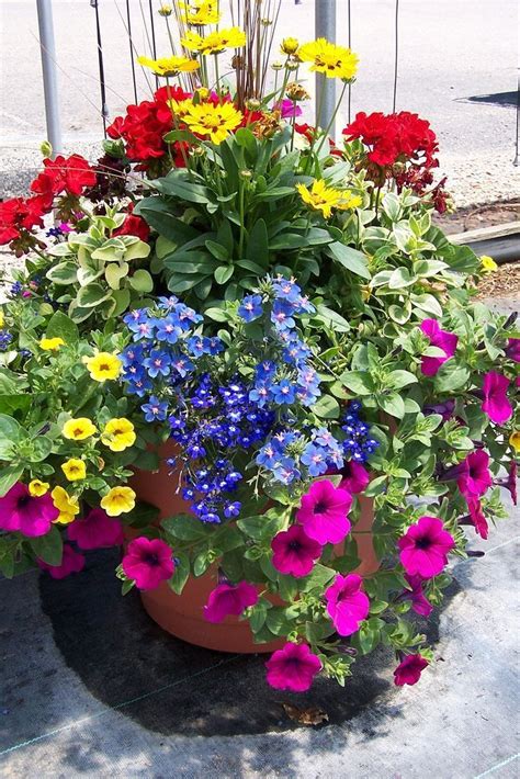 21 Flowering Container Garden Plants for Sunny Spots - fancydecors ...