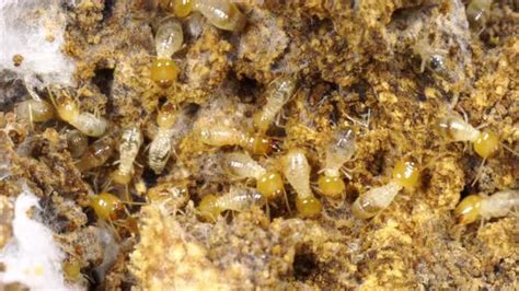 Termite walking in termite mound, Stock Footage | VideoHive