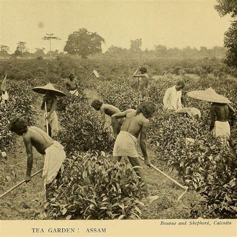 Assam Tea’s Twisted History | Tea history, Assam tea, Assam