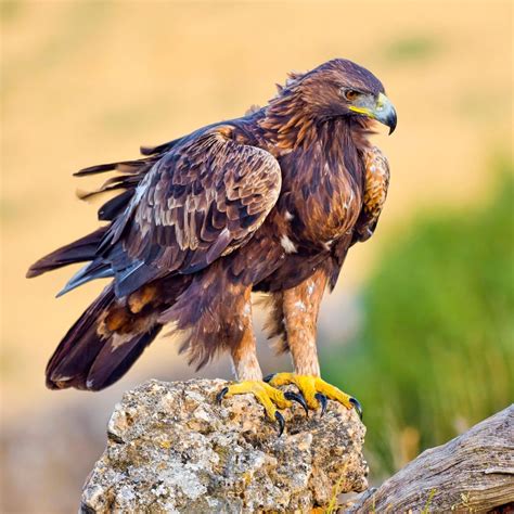 Golden Eagle: Spiritual Meaning - Awakening State